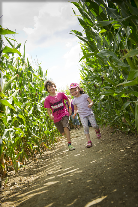 Milton Maize Maze