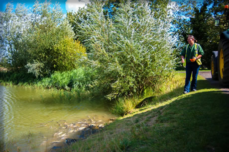 Milton Maize Maze